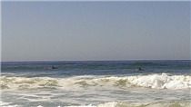 Dolphins at Fort Funston