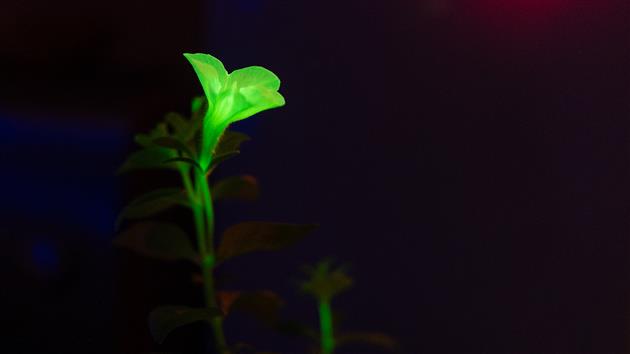 Firefly Petunia Glowing