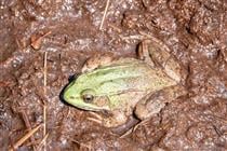 Frog at Acadia National Park