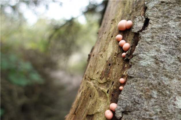 Fungus on a tree at Glen Canyon Park in San Francisco