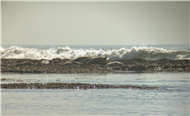 Harbor seals resting at the&#160;Fitzgerald Marine Reserve in San Mateo, California