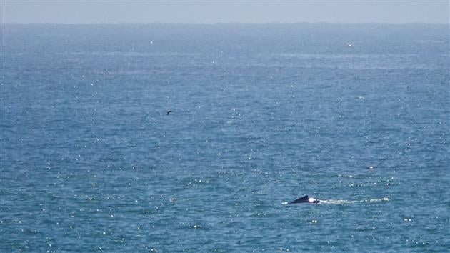 Humpback Whale at Fort Funston