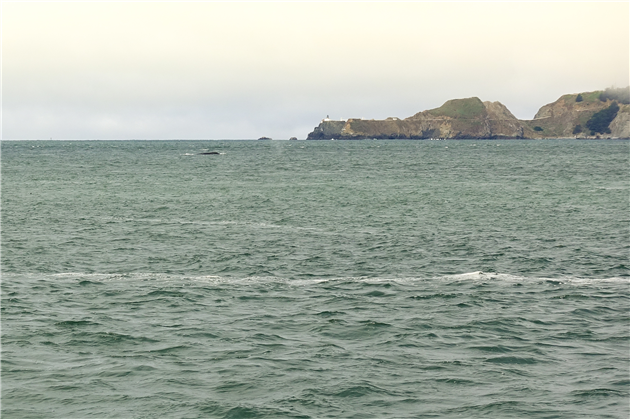 Humpback Whales in Golden Gate