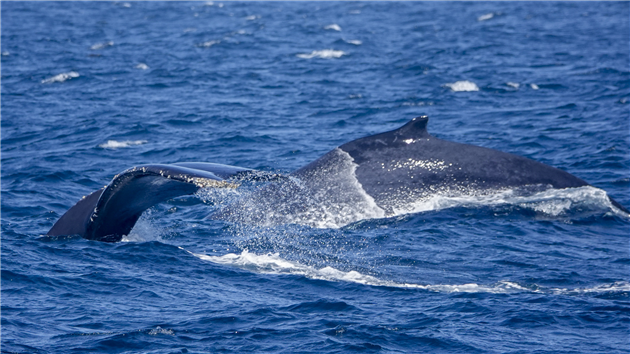 Humpback Whales in Monterey Bay