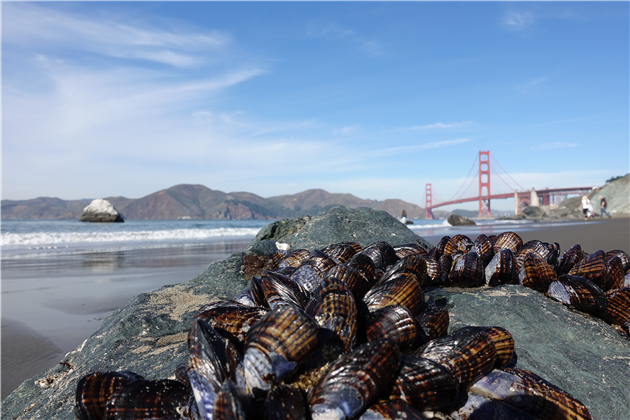 Mussels at Marshall's Beach