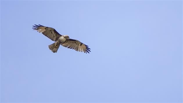 Red-Tailed Hawk at Fort Funston, San Francisco