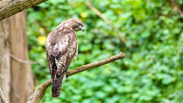 Red-tailed hawk in Stern Grove