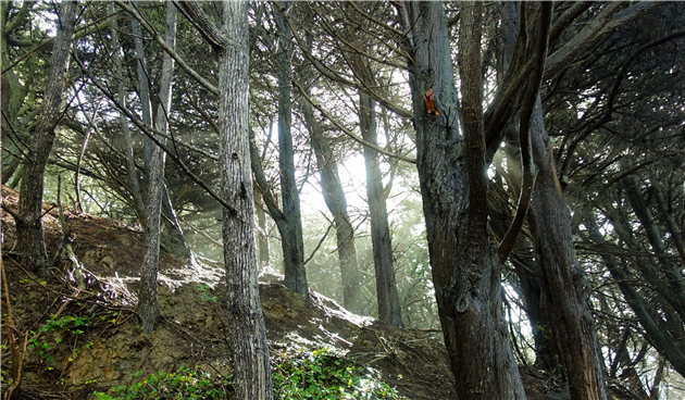 Trees at Lands End