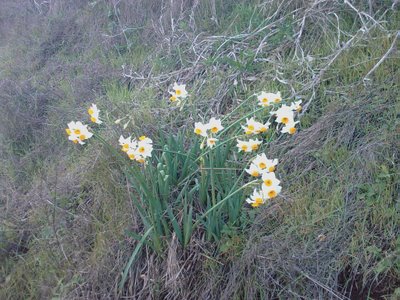 Daffodils on the 3rd of January!