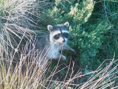 A curious raccoon on the Hill 88 walk