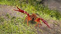A Red Swamp Crayfish at Stow Lake in San Francisco