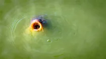 A carp, begging