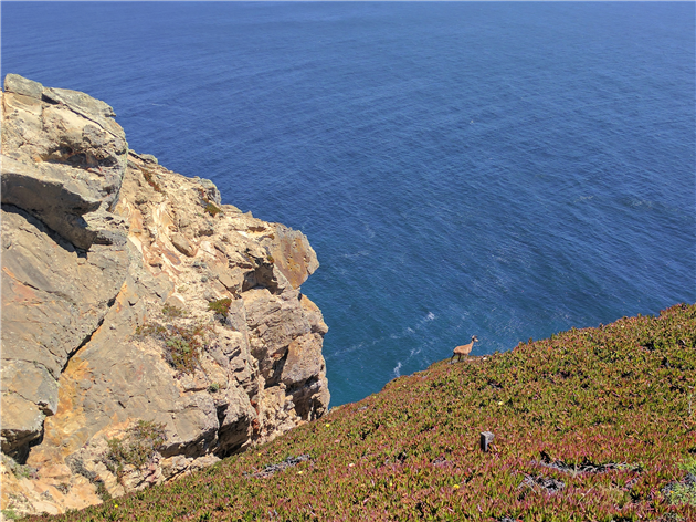 A deer at Point Reyes