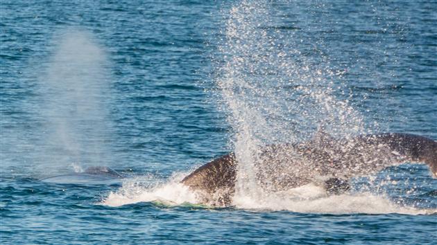 A humpback whale thrashes its tail