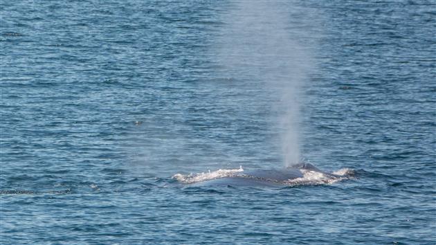 A humpback whale blows