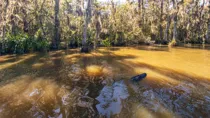 An Alligator