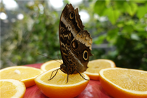 Another Butterfly at the California Academy of Sciences