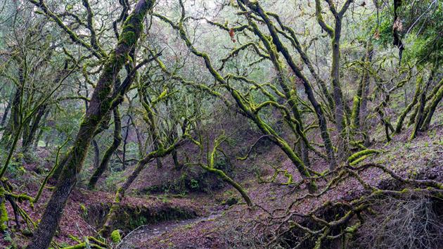 Awesome trees along Creekside Trial in Shiloh Ranch Regional Park.