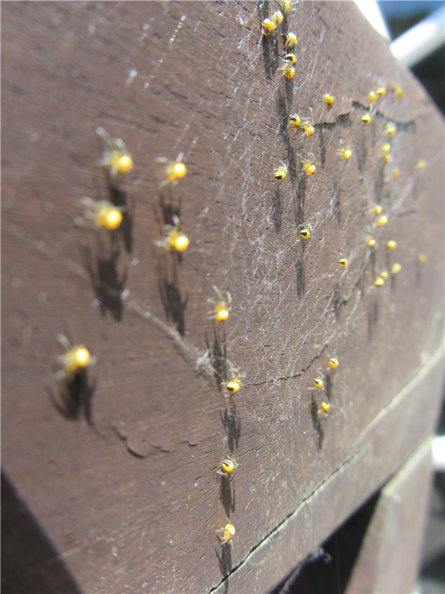 Baby Yellow Spiders