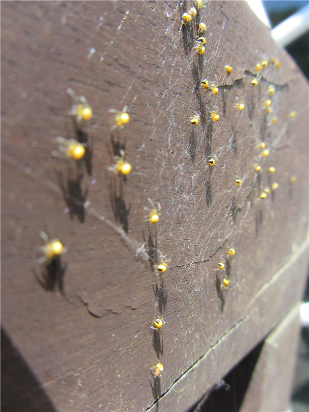 yellow translucent spider babies