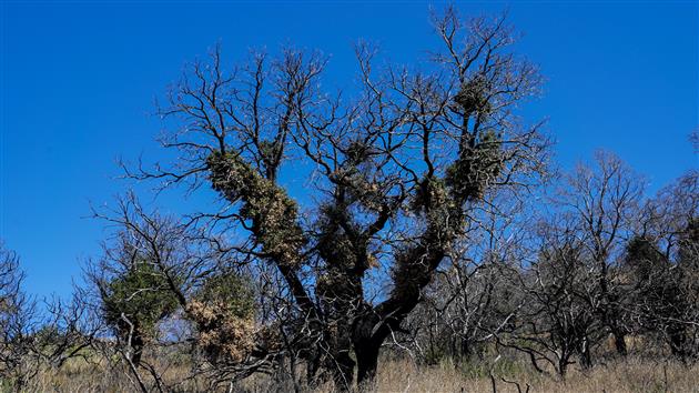 Bald Mountain, Vista and Meadow Trails Loop (Sugarloaf Ridge State Park)