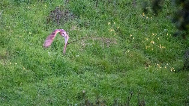 Barn Owl in Glen Canyon Park, San Francisco