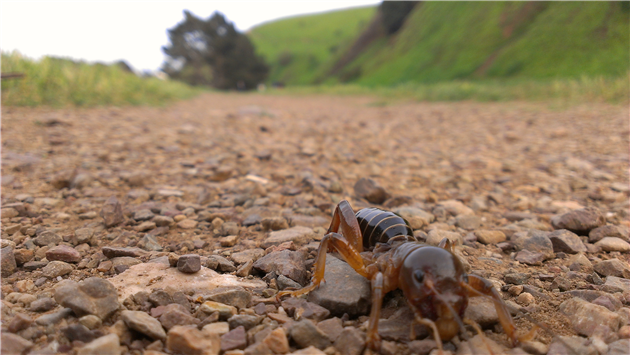 Bernal Bug