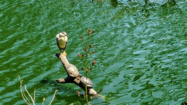 Black Crested Night Heron