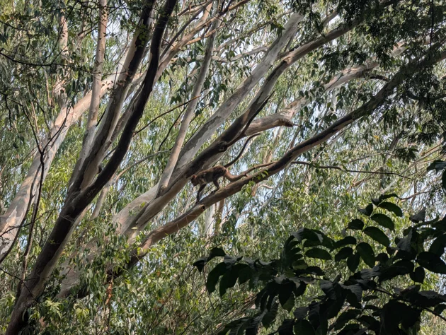 Bonnet Macaque
