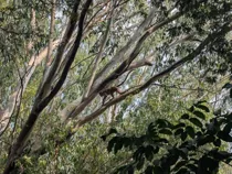 Bonnet Macaque