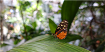 Butterfly at California Academy of Sciences