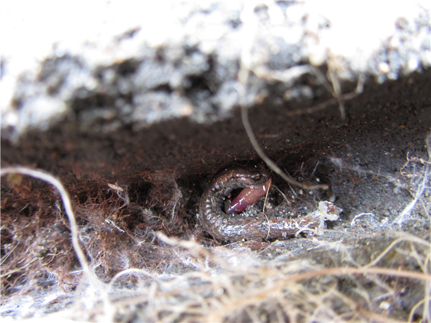 California Slender Salamander