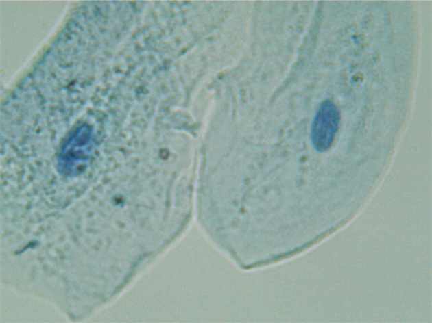 Methylene blue stain cells