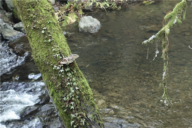 Coho Salmon in Lagunitas Creek (center of picture)