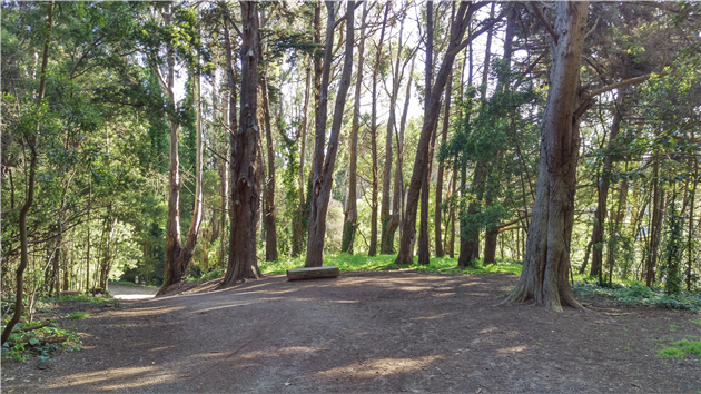 Ecology Trial in The Presidio of San Francisco