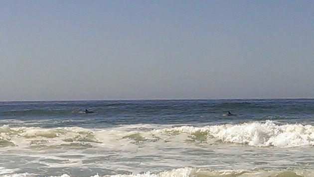 Dolphins at Fort Funston
