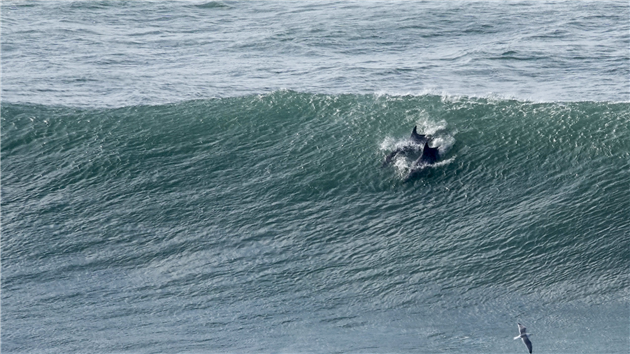 Dolphins off Ocean Beach