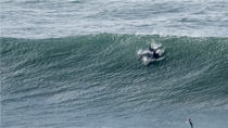 Dolphins off Ocean Beach