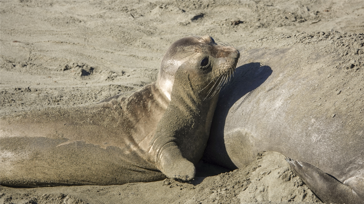 Elephant Seals at San Simeon - I Thought He Came With You