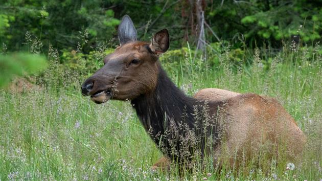 Elk on Tunnel Mountain in Banff