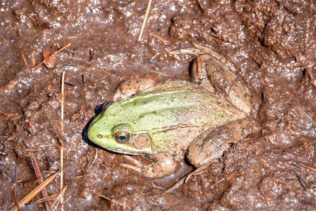 Frog at Acadia National Park