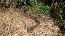 Gopher Snake