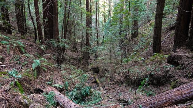 Grabtown Gulch and Borden Hatch Mill in Purisima Creek