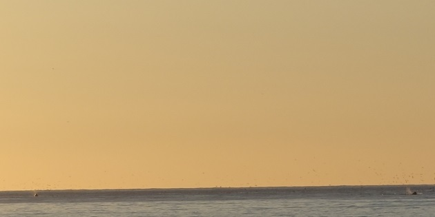 Gray Whales at Waddell Beach