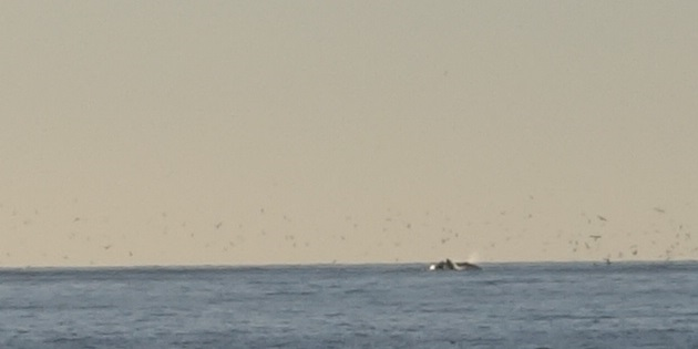 Gray Whales at Waddell Beach