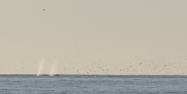 Gray Whales at Waddell Beach