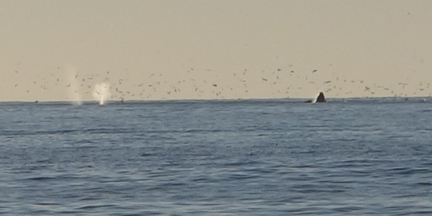 Gray Whales at Waddell Beach