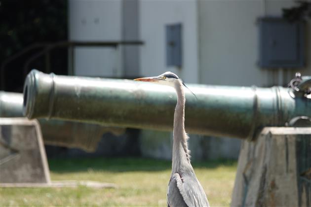 Great Blue Heron