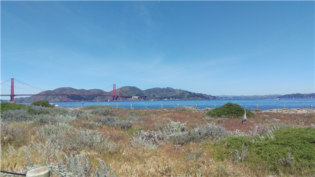 Great Blue Heron at Crissy Field