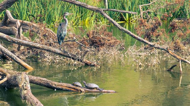 Great Blue Heron at Stow Lake
